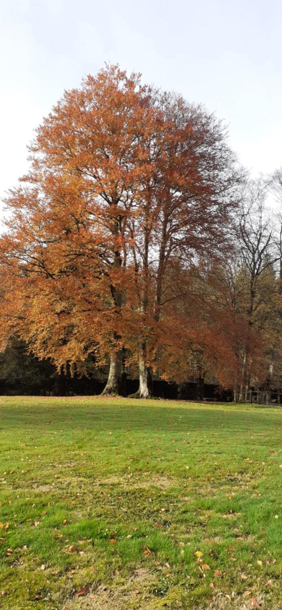 Domaine De Marchal - Chambres Et Table D'Hotes Celles-Sur-Durolle Buitenkant foto